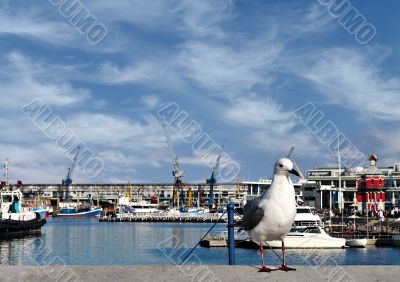 Seagull