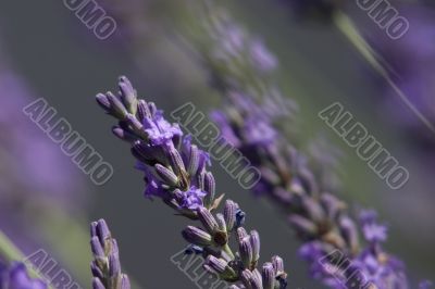 Lavender background