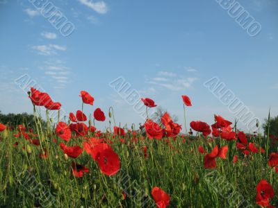 Spring poppies