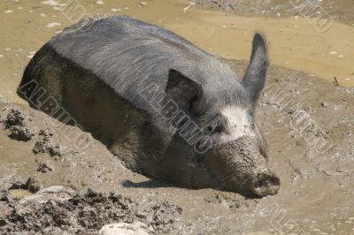 Dirty pig
