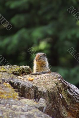 Ground Squirrel 1