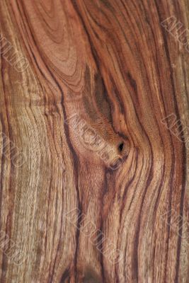 Wood Texture: Camphor Laurel