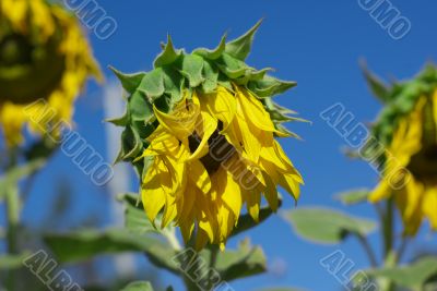 Wilting Sunflowers