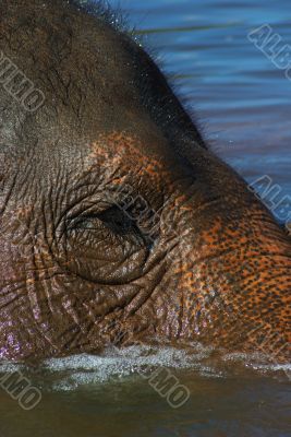 Elephant`s Eye