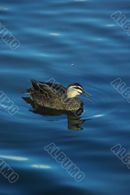 Lone Duck
