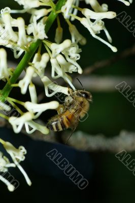 Bee on a Macadamia Flower