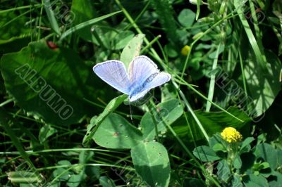 Blue butterfly