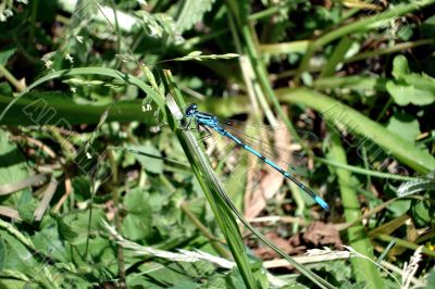 Dragonfly