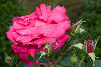 Rose