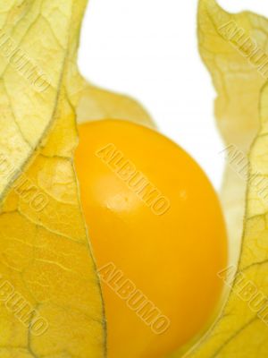 Physalis