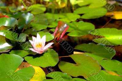 white water lily