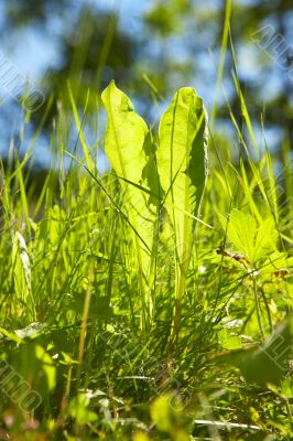 grass in bright sunlight in summer with sky