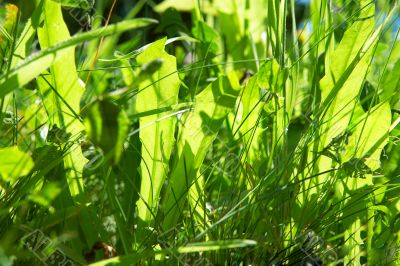 grass in bright sunlight in summer