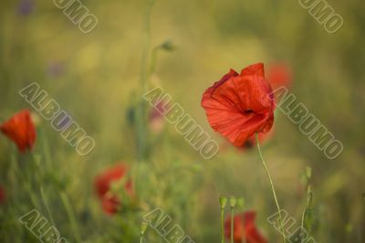 poppy