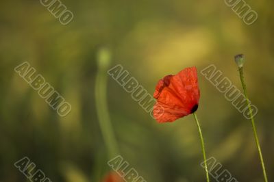 poppy