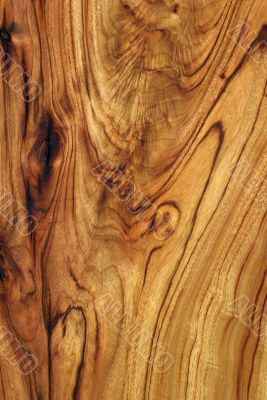 Wood Texture: Camphor Laurel
