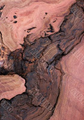 Wood Texture: Red Gum Burl