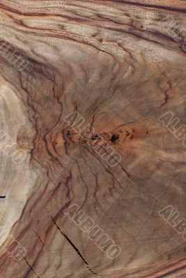 Wood Texture: Camphor Laurel