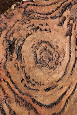 Wood Texture: Burl