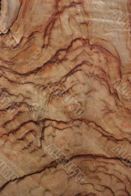 Wood Texture: Camphor Laurel