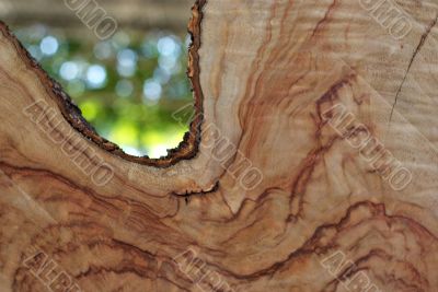 Wood Texture: Camphor Laurel