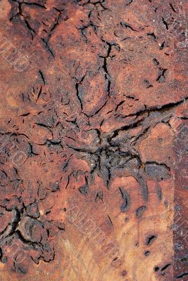 Wood Texture: Fig  Blackwood Burl