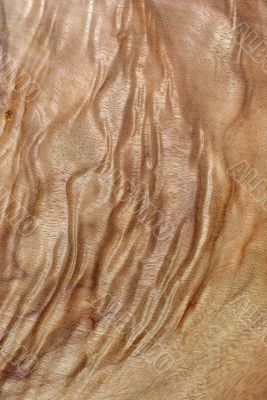 Wood Texture: Camphor Laurel