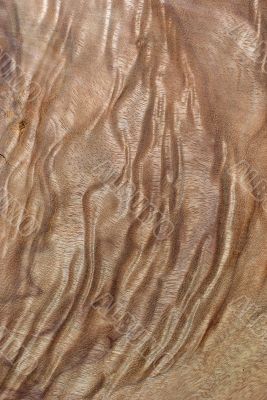 Wood Texture: Camphor Laurel