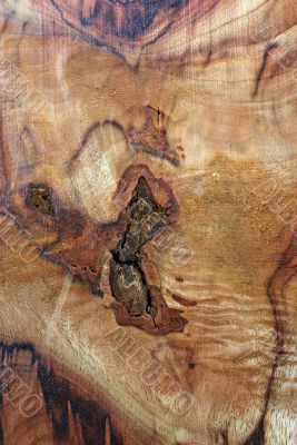 Wood Texture: Camphor Laurel?