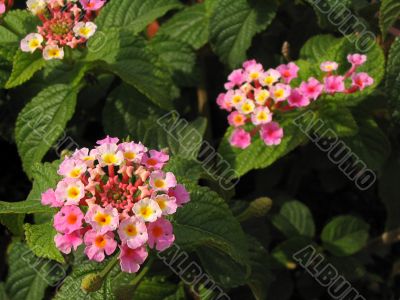 Lantana camara