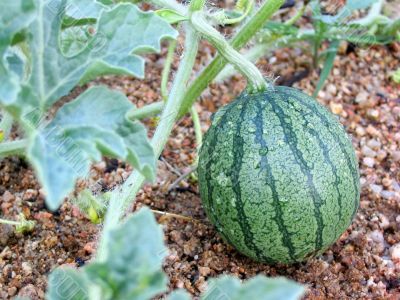 Little watermelon