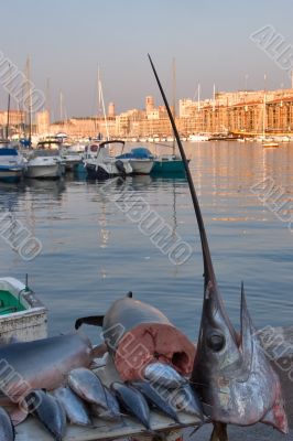 Sword - fish