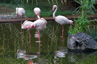Birds have a rest.