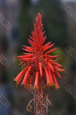 Winter flower