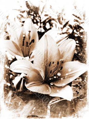 Grunge lillies