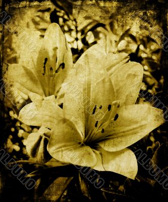 Grunge lillies