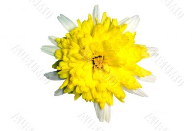 Isolated Yellow Daisy (with clipping path)