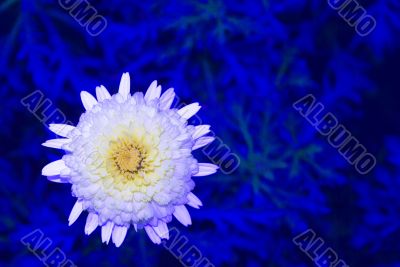 Freaky Flower