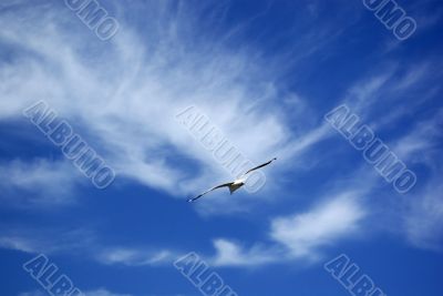 Free as a Bird