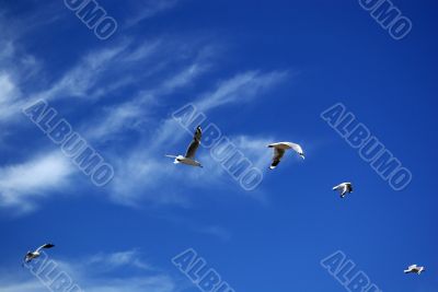 Free as a Bird