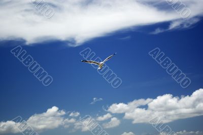 Free as a Bird