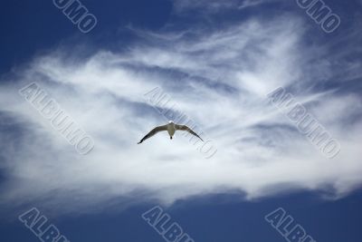 Free as a Bird