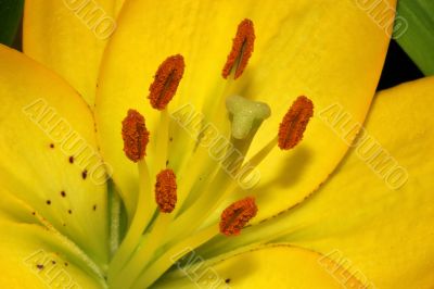 Yellow Flower 2