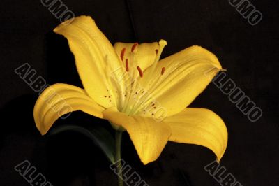 Yellow Flower 2