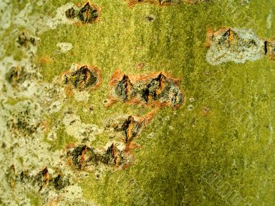 Tree bark texture