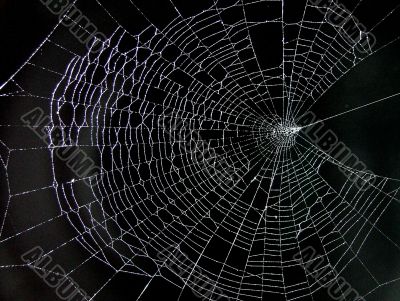 Cobweb
