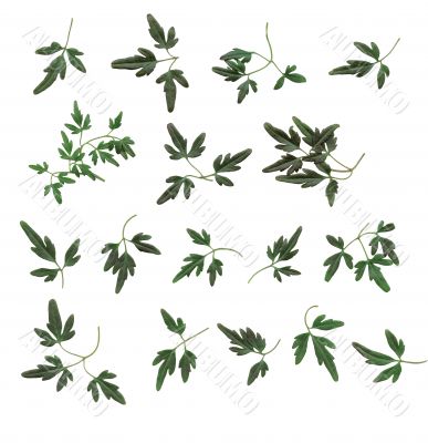 design elements - small leaves