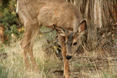 Young deer