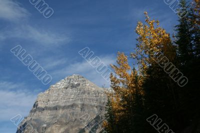 Mt Stephen, Yellow aspens & mountains,