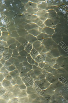 Ripples & sunlight in stream